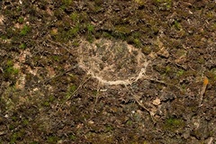 Liphistius malayanus