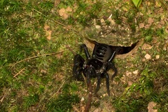 Liphistius malayanus