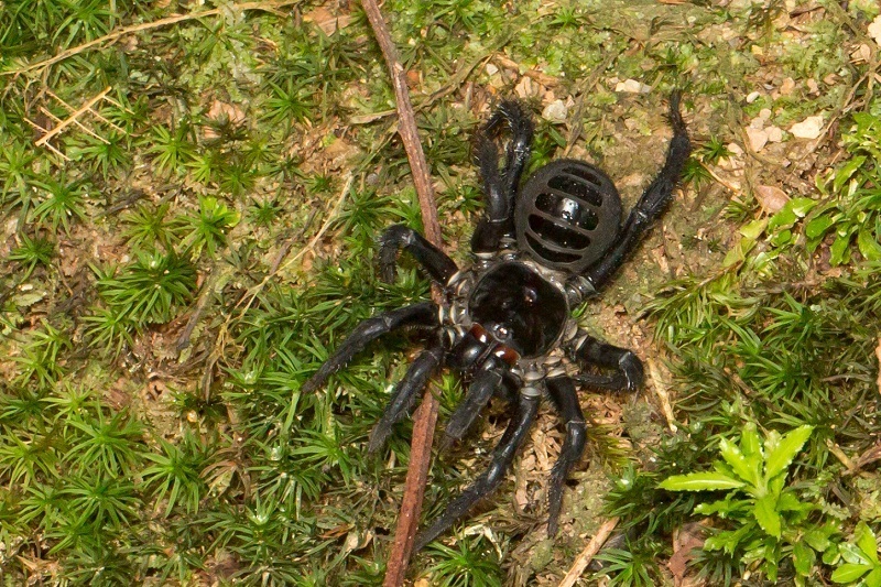 Segmented Spiders
