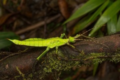 Heteropteryx dilatata