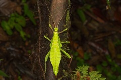 Heteropteryx dilatata