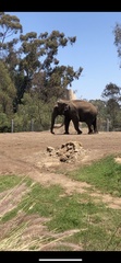 Elephantidae