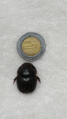 Dichotomius amplicollis