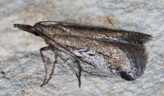 Alpheioides parvulalis