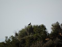 Buteogallus coronatus