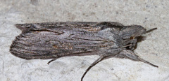 Cucullia laetifica