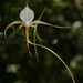 Angraecum conchoglossum - Photo (c) Stuart Cable, algunos derechos reservados (CC BY-NC), uploaded by Stuart Cable
