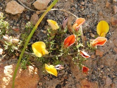 Aspalathus juniperina