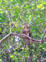 Accipitridae