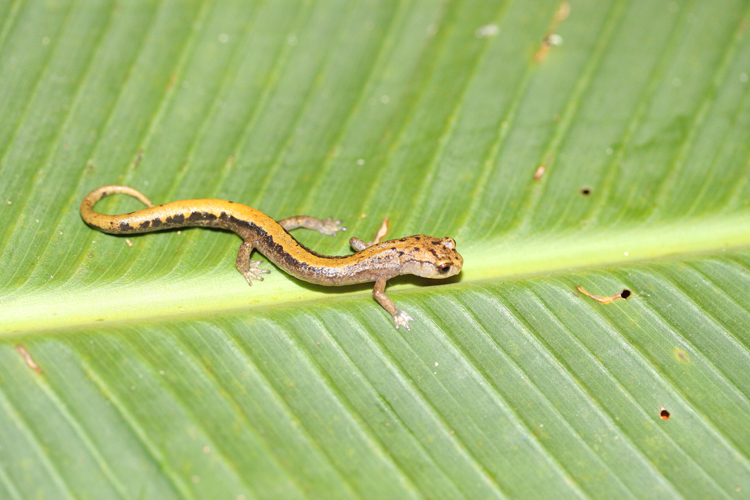 Leaping False Brook Salamander