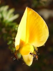 Aspalathus juniperina