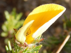 Aspalathus juniperina