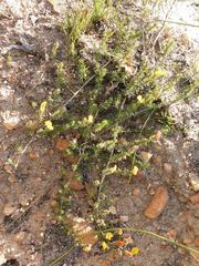 Aspalathus juniperina