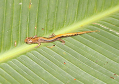 Leaping False Brook Salamander photo 2