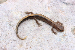 Leaping False Brook Salamander photo 3