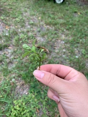 Floerkea proserpinacoides