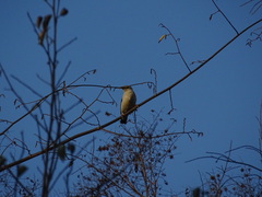 Acridotheres melanopterus