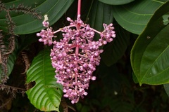 Medinilla speciosa