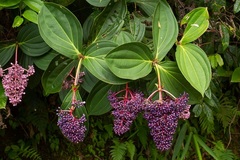 Medinilla speciosa