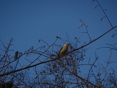 Acridotheres melanopterus