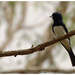 Satin Flycatcher - Photo (c) Tom Tarrant, some rights reserved (CC BY-NC-SA)