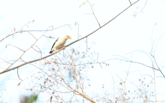 Acridotheres melanopterus