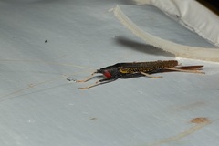 Macroxiphus sumatranus