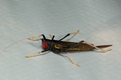 Macroxiphus sumatranus