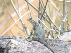 Sceloporus aureolus