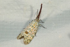 Pyrops oculatus