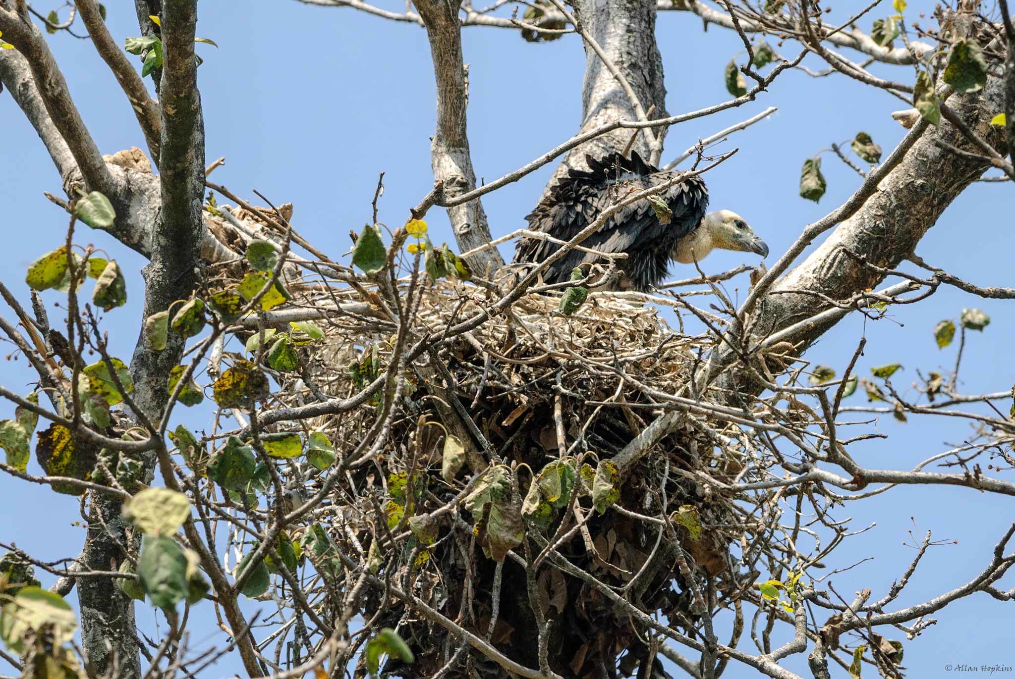 White-rumped Vulture