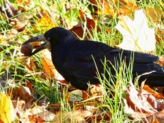 Corvus frugilegus