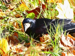 Corvus frugilegus
