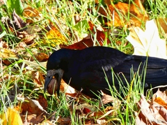 Corvus frugilegus