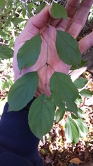 Rhamnus japonica