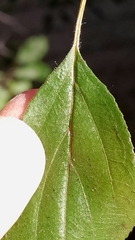 Rhamnus japonica