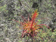 Tillandsia roland-gosselinii