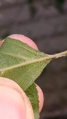 Rhamnus japonica