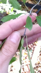 Rhamnus japonica
