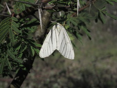 Neuromelia selectata