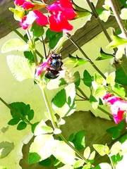 Bombus steindachneri