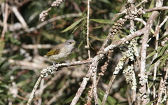 Lichmera indistincta limbata