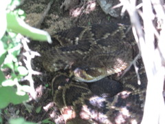 Crotalus molossus oaxacus