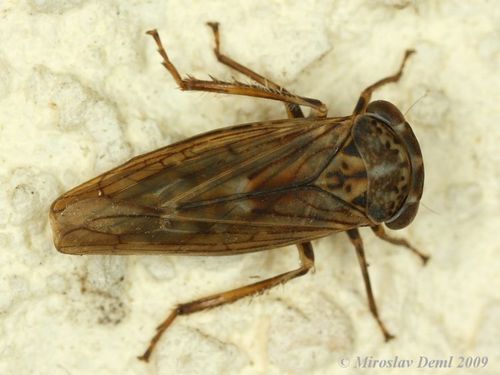 Idiocerus stigmaticalis nuotrauka