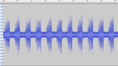 Platycleis albopunctata