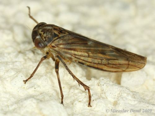 Idiocerus stigmaticalis nuotrauka