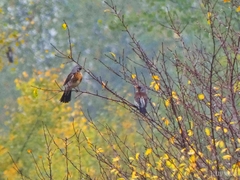 Turdus pilaris