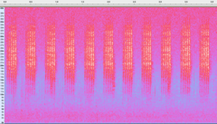 Platycleis albopunctata
