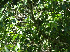 Pachycephala fulvotincta