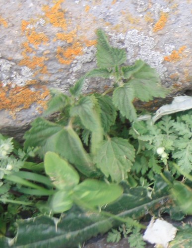 Dvodomna kopriva (Urtica dioica)